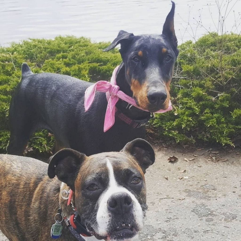 Before losing my dog willow, she and my dog Merlin were good friends.