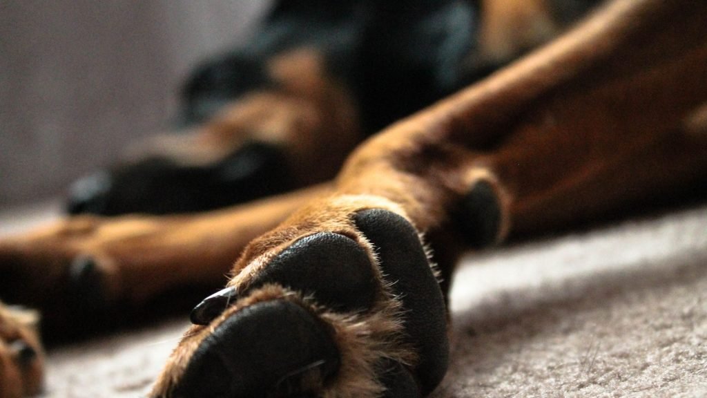 A doberman's paws as seen from the side, laying down