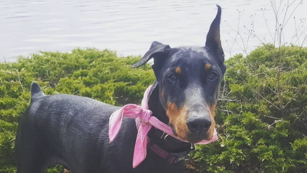 Female Doberman wearing a pink bandana looks into camera.