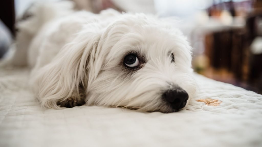 white dog laying on bed looking up and to the left