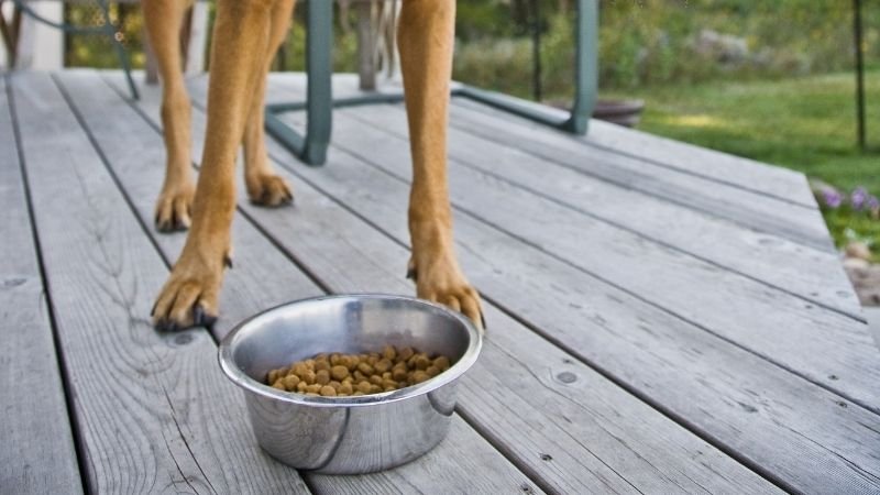 Metal bowl of kibble with a large breed dog standing behind it.