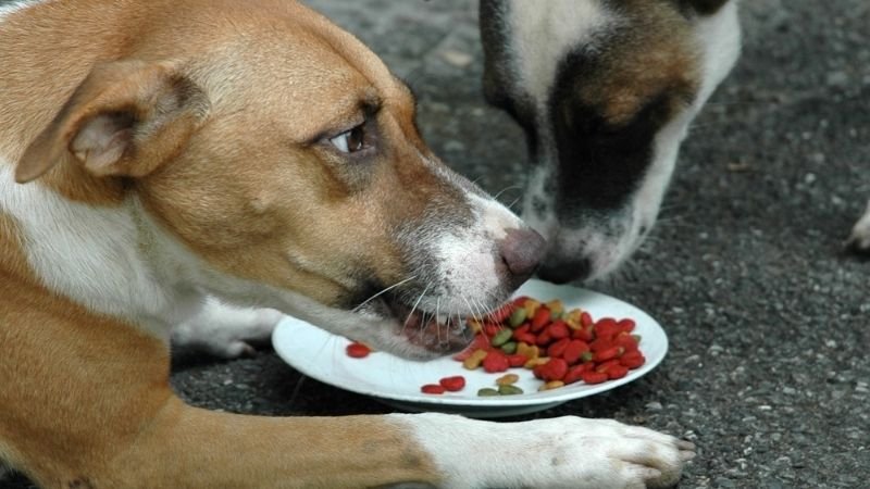 A light coloured dog showing signs of resource guarding by growling and showing teeth as another dog tries to approach kibble.