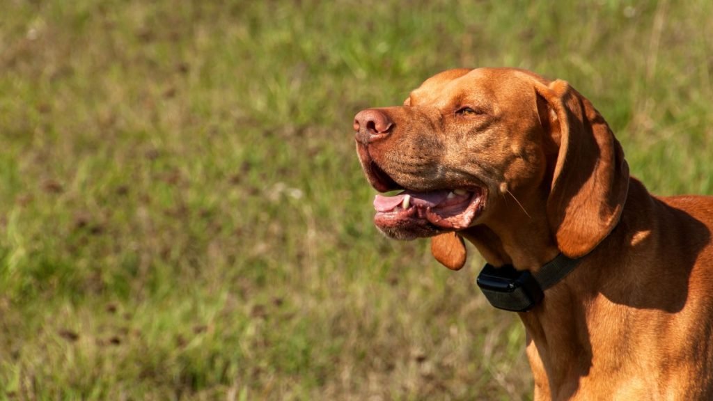 dog looking happy and relaxed wearing an e-collar