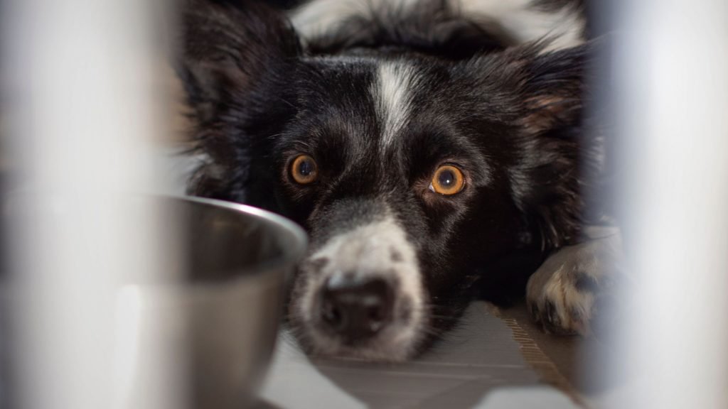 Black and white dog looking scared and hiding under table.