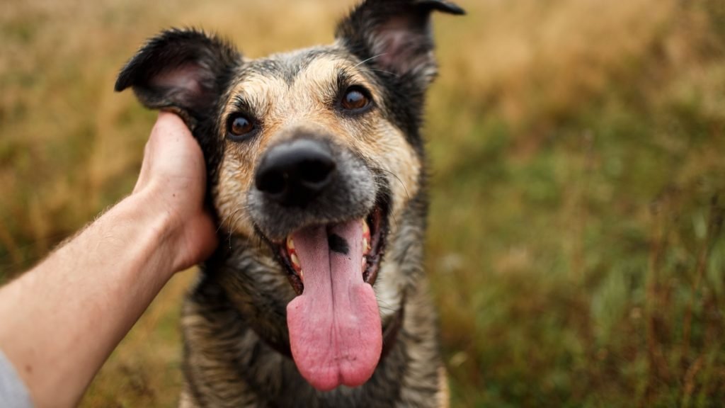 Dog providing mental health support to human