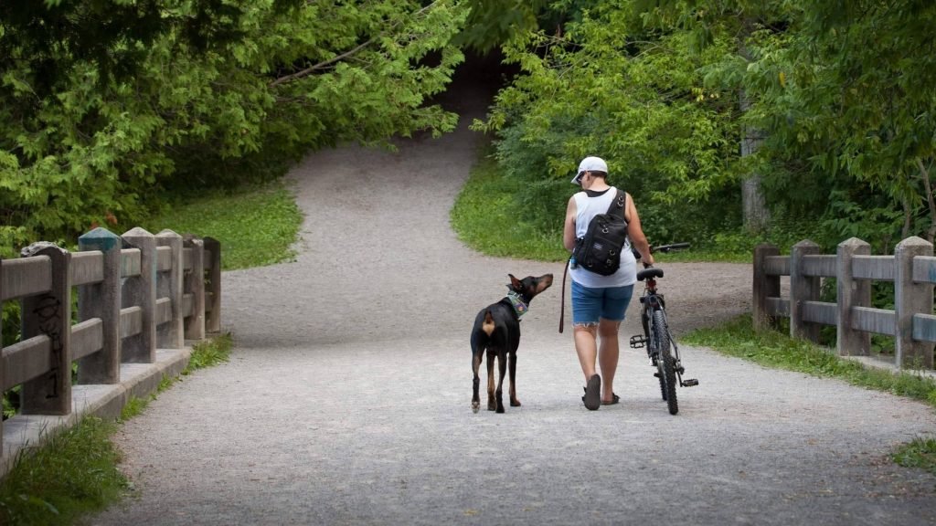 Person walking their bike alongside their Doberman dog on a park path as seen from behind. 