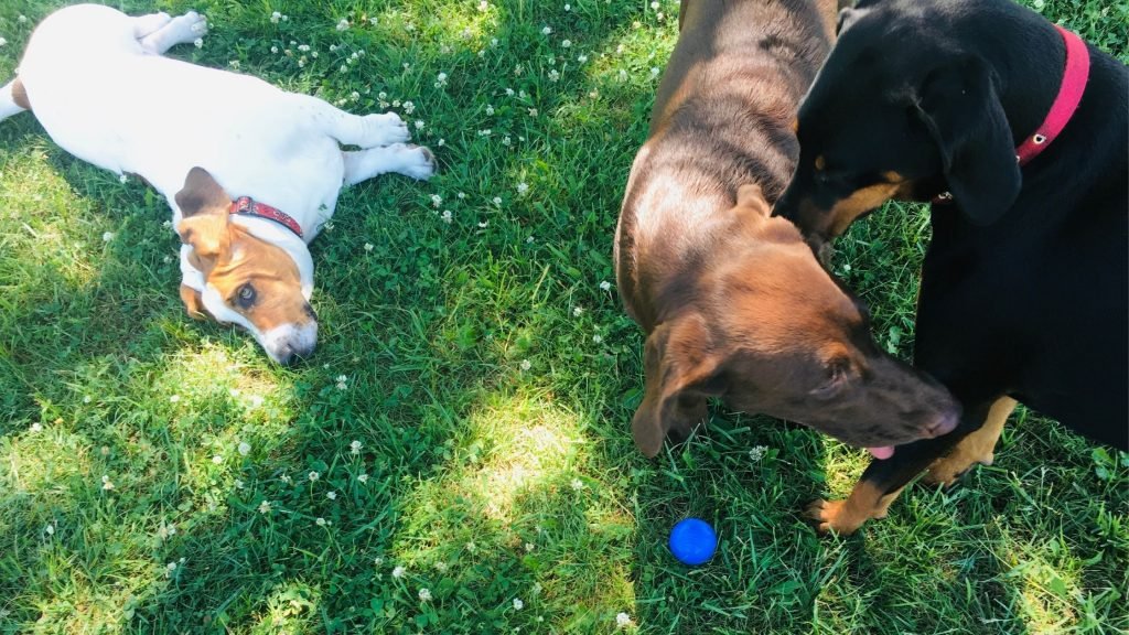 Three dogs socializing on the grass as seen from above.