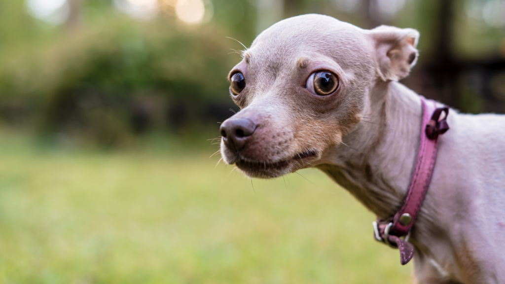 Small breed dog looking confused sideways into the camera.