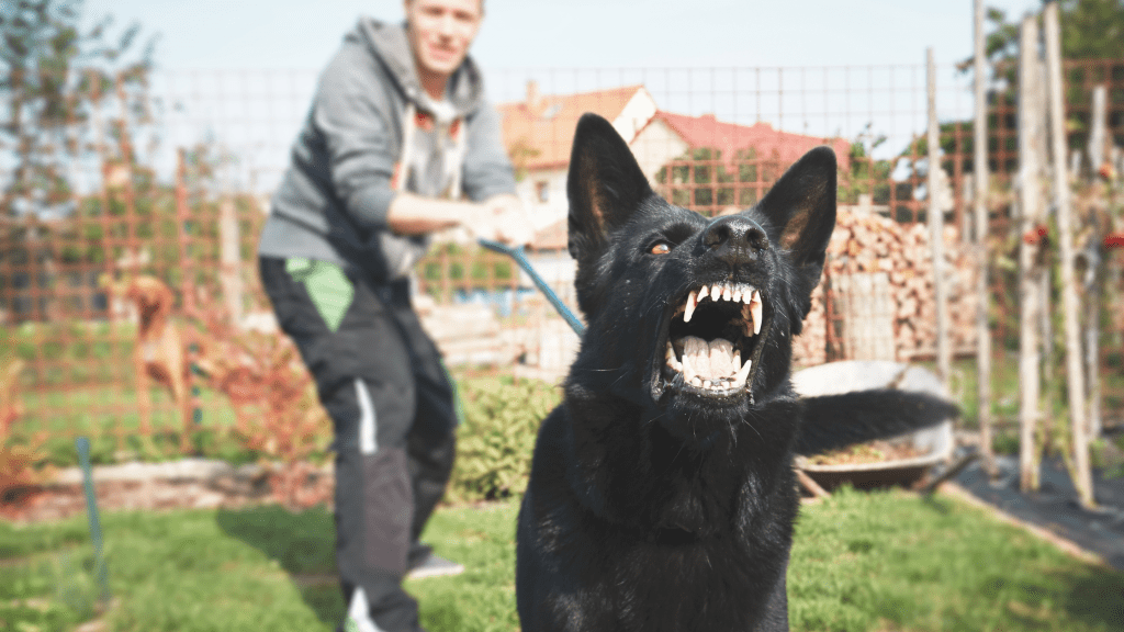 Large black dog lunging forward and bearing his teeth in an aggressive way.