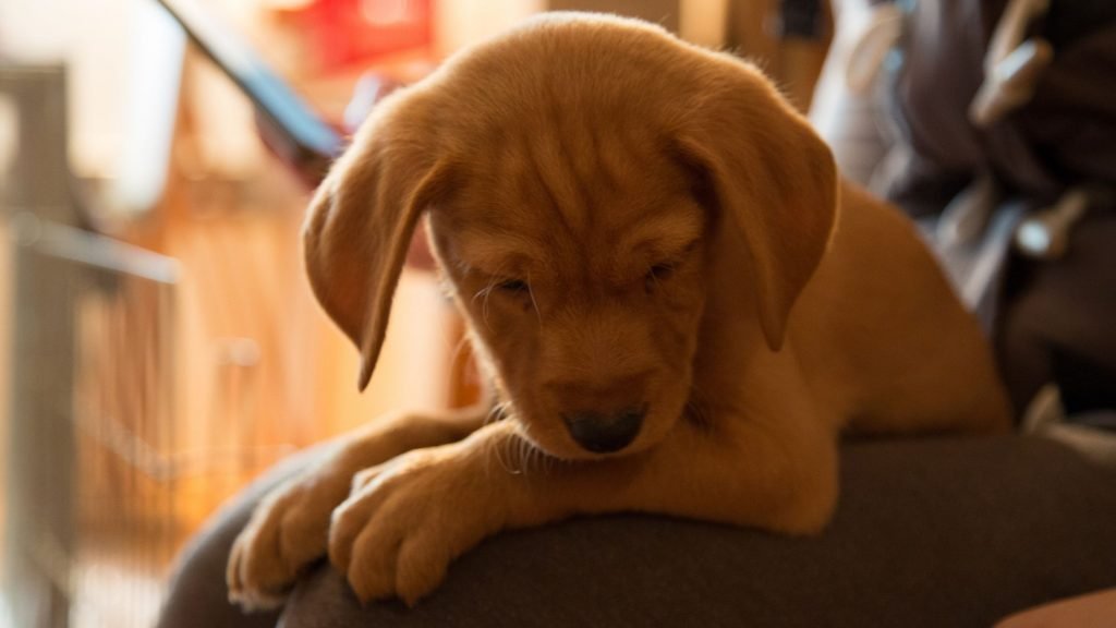 Small golden coloured puppy sitting on a person's knee