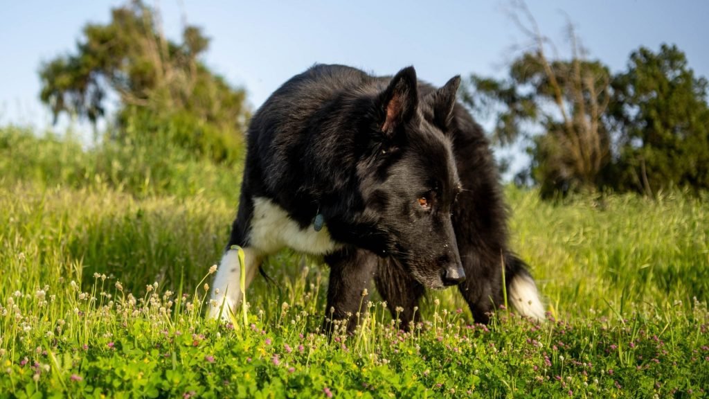 Large black and white dog sniffs in the tall grass.