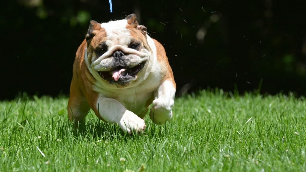 Small tan and white bulldog runs in the grass toward the camera.