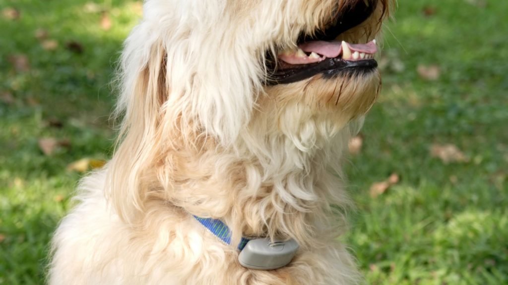 Medium white dog shown wearing an e-collar around his neck.