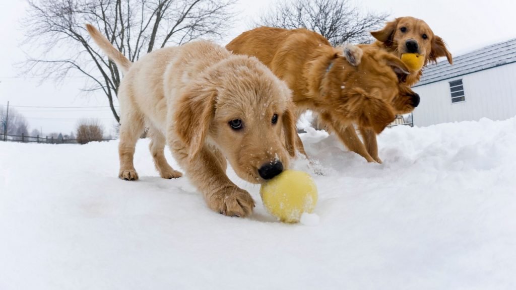 Three medium sized gods playing with yellow tennis balls in the snow.