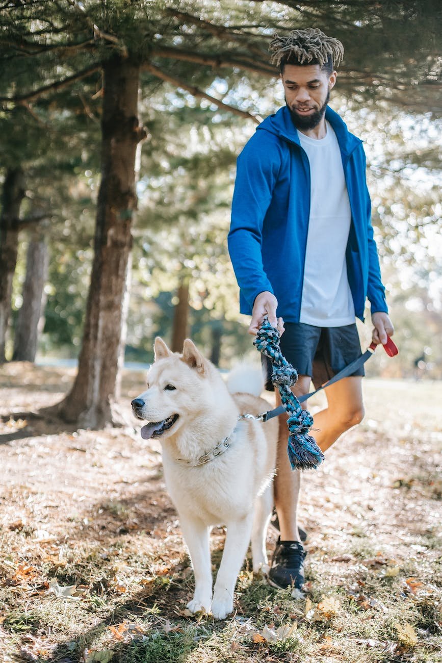 ethnic man training west siberian laika in city park