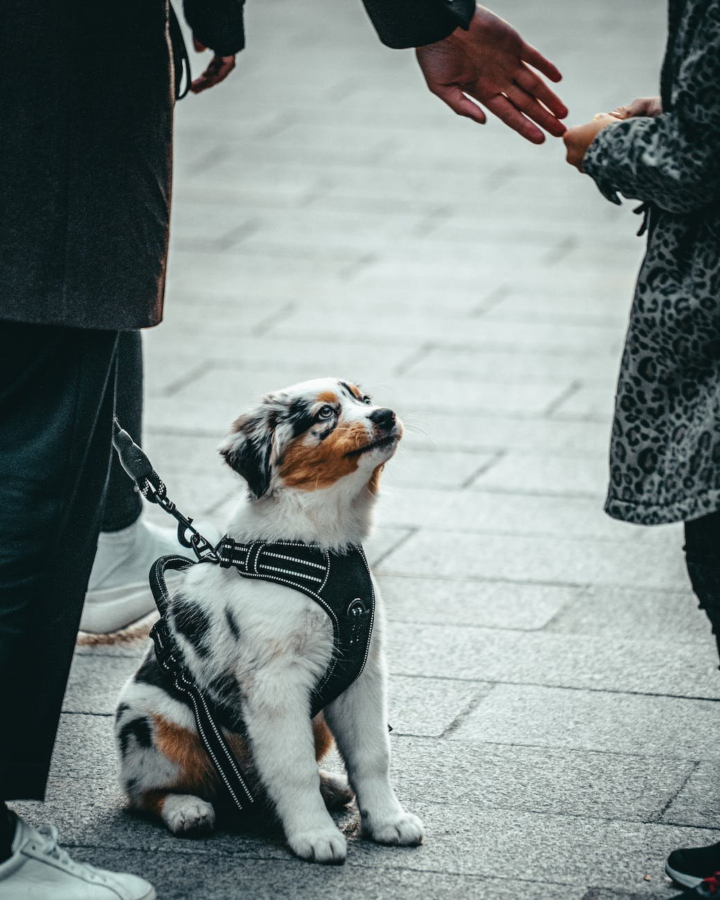 dog near people on pavement