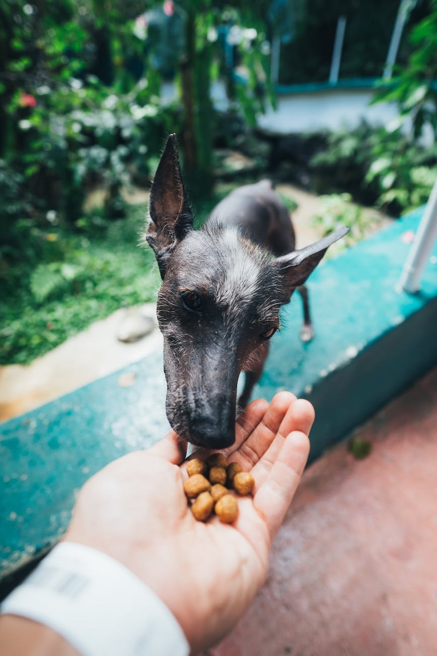 photo of person feeding dog outside