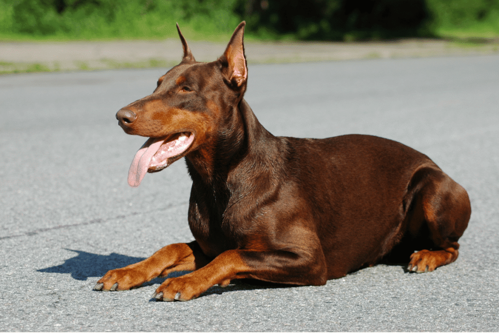 Red and rust colored doberman laying in a "down-stay" outside in an empty parking lot.