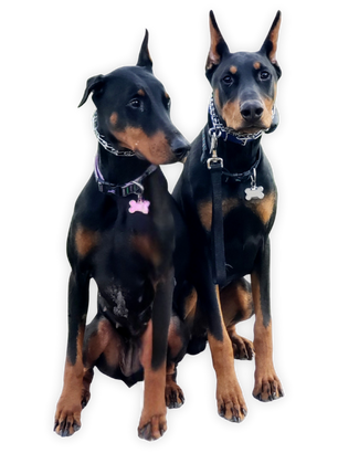 about turner and pooch meet your trainer - Willow & Dante