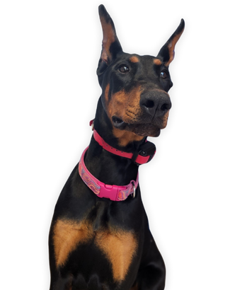 about turner and pooch meet your trainer - Daphne