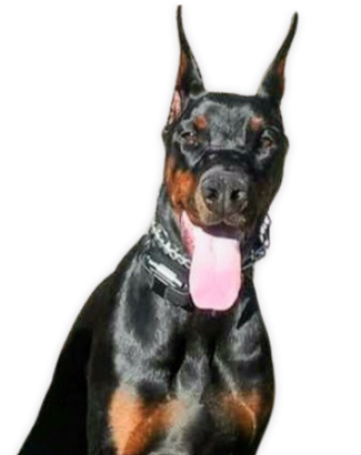 about turner and pooch meet your trainer - Apollo