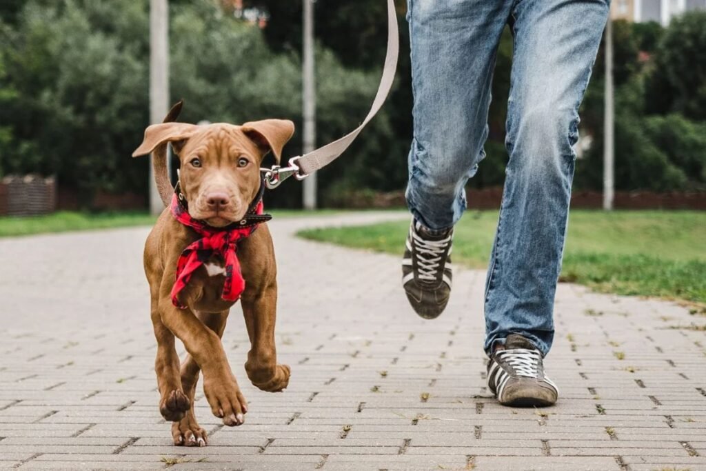 a brown puppy running on leash looking directly into the camera
