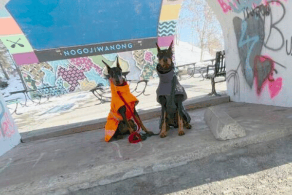 services mini grid pleasant pooch