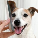 turner and pooch canine behavior blog image on phone